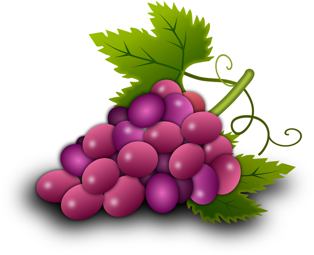 Grapes Vine Vineyard Wine Png Image - องุ่น Png Clipart (1280x1280), Png Download