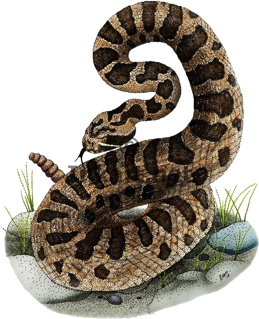 Rattlesnake Cartoon Snake Png - Eastern Massasauga Rattlesnake Drawing Clipart (532x650), Png Download
