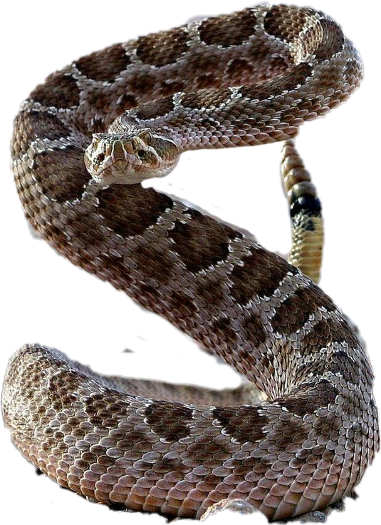 Snake Sticker - Serpent Clipart (535x736), Png Download