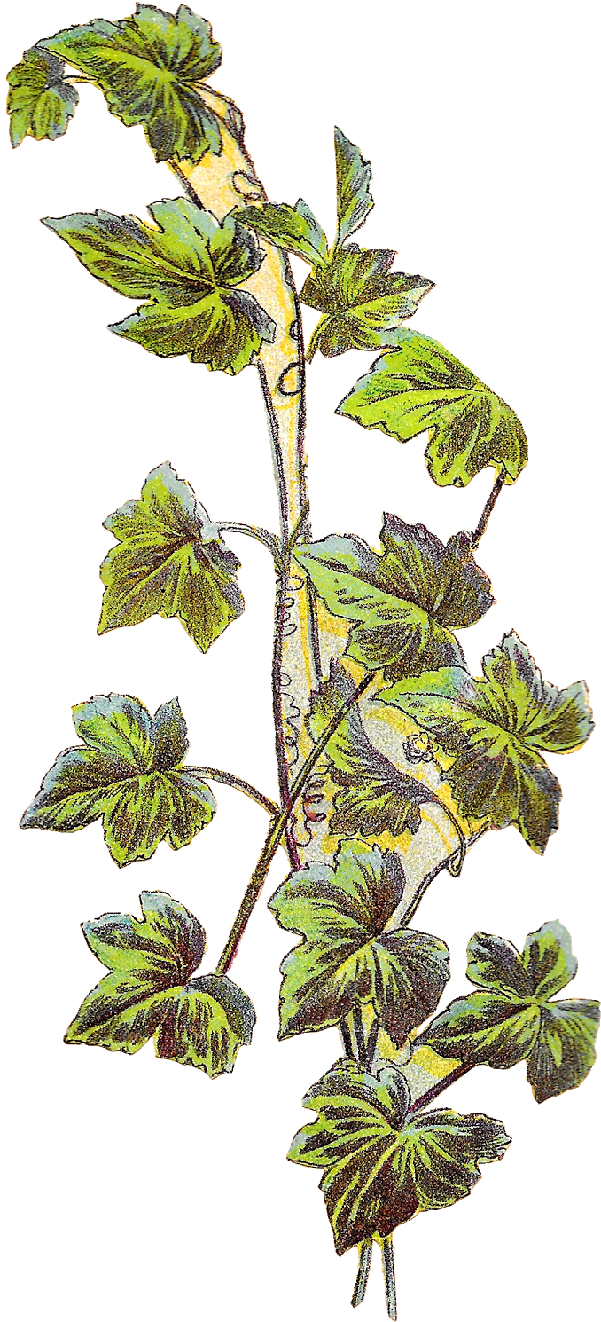 Grape Vine Plant Image - Botanical Illustration Grape Vine Clipart (794x1600), Png Download