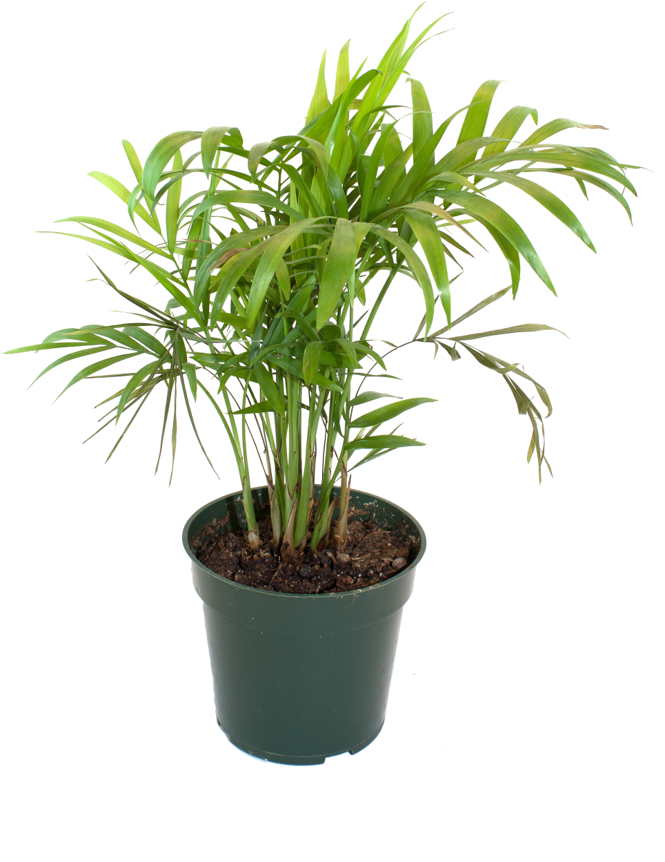 Bamboo House Plant Inspiring Flowerpot Bamboo Houseplant - Flowerpot Clipart (1024x1536), Png Download