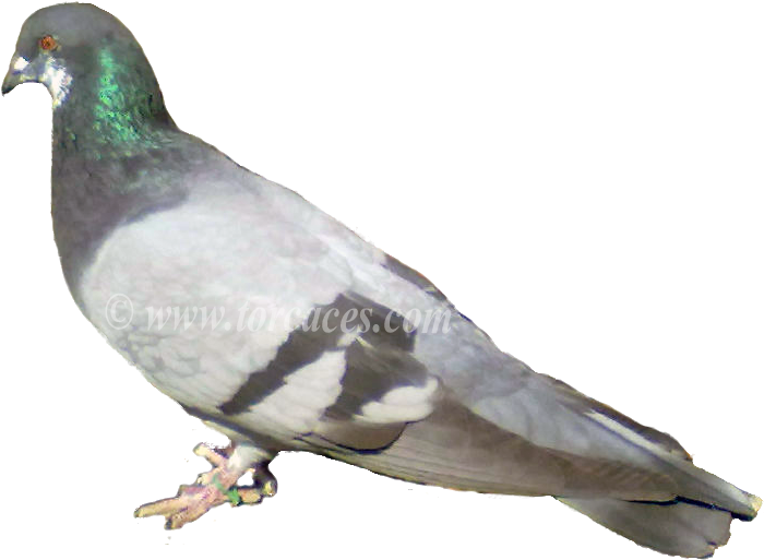La Paloma Ternano Con Barras - Somali Pigeon Columba Oliviae Clipart (700x513), Png Download