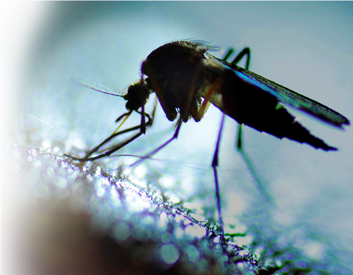 Mosquito & Spider Control - Mosquito Clipart (740x551), Png Download