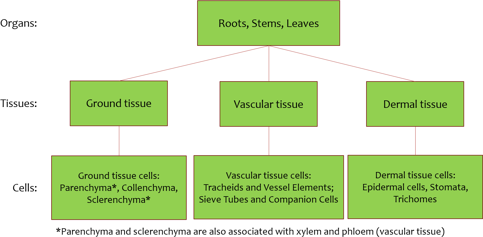 Each Organ Include All Three Tissue Types , - Statistical Graphics Clipart (1612x791), Png Download
