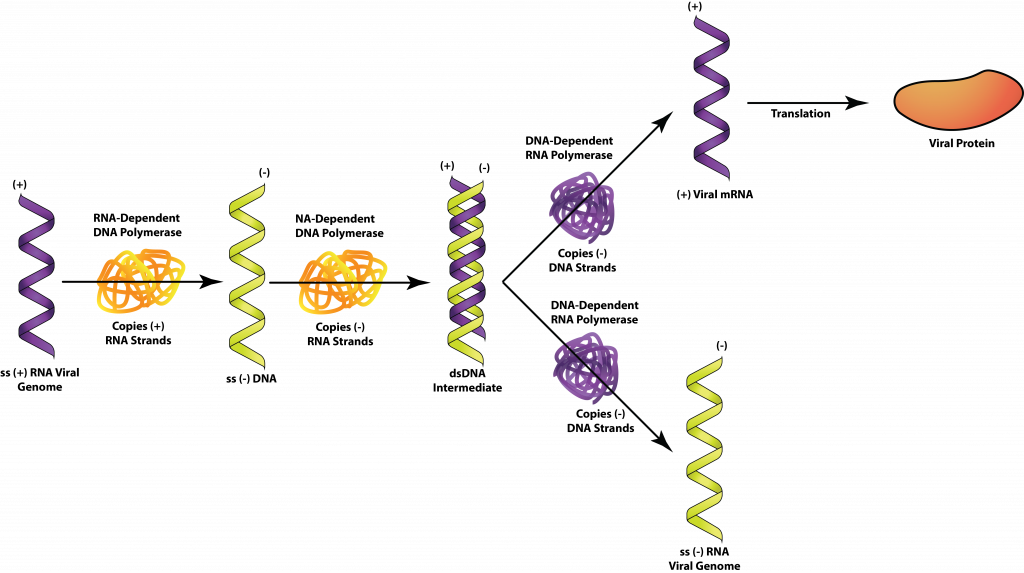 Ssrna 2 1 - Double Stranded Rna Virus Clipart - Large Size Png Image