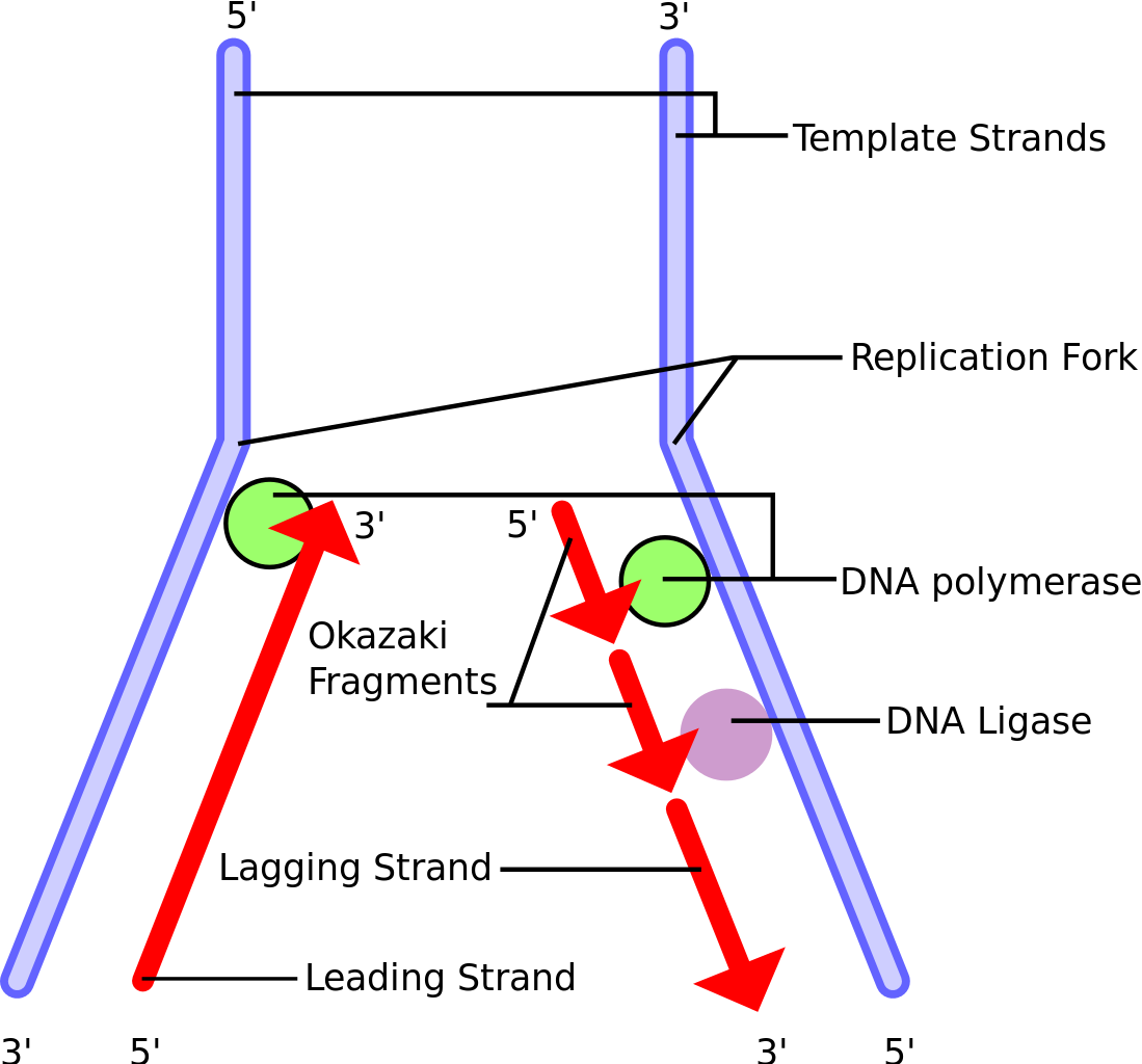 Dna Replication Lagging Strand 33469 - Lagging Strand Vs Okazaki Fragment Clipart (1099x1024), Png Download