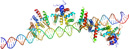 S48 Dna Strand 1 S48 Dna Strand 2 Tubr Of The Pxo1-like - Graphic Design Clipart (640x480), Png Download