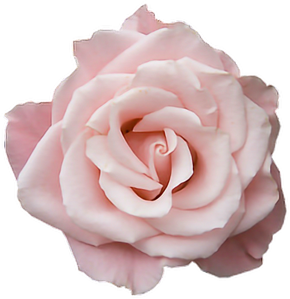 Pink Tumblr Transparent Rose Flower Freetoedit Transparent - Pastel Pink Rose Png Clipart (1024x991), Png Download