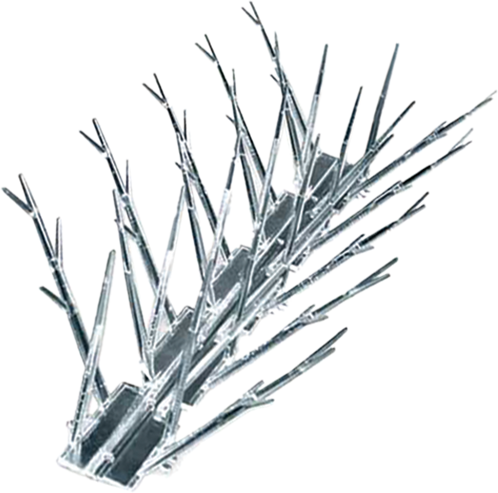 Plastic-spikes - Pond Pine Clipart (1772x1772), Png Download
