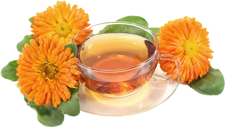 万寿菊和茶免抠素材- Pot Marigold , Png Download - Pot Marigold Clipart (888x502), Png Download