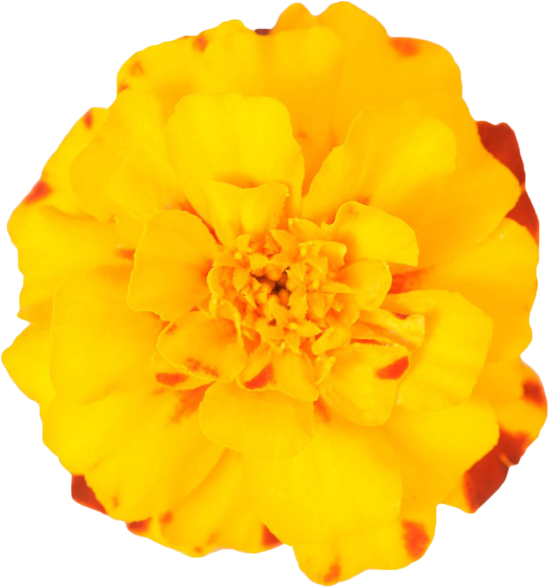 Mexican Plant Yellow - Marigold Flower Background Free Png Clipart (943x1000), Png Download