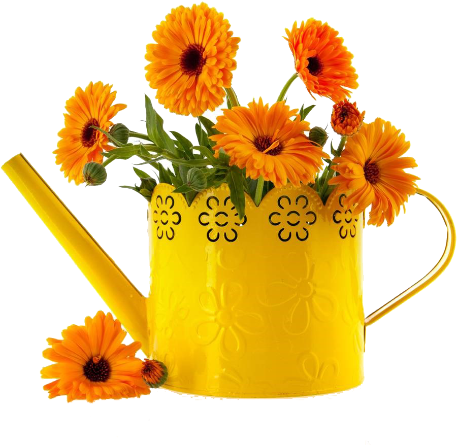万寿菊图片- English Marigold , Png Download - Calendula Flower In A Vase Clipart (900x877), Png Download
