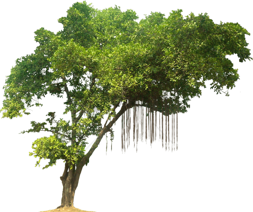 Free Png Tree Png Image With Transparent Background - Jungle Trees Png Clipart (851x723), Png Download