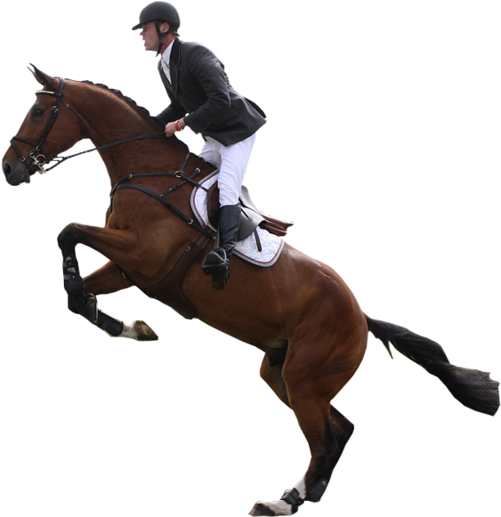 Download Hd Jumping Horse - Horse Jumping Transparent Clipart (563x581), Png Download