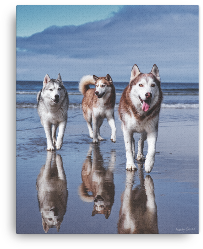 Life's A Beach - Mackenzie River Husky Clipart (1000x1000), Png Download