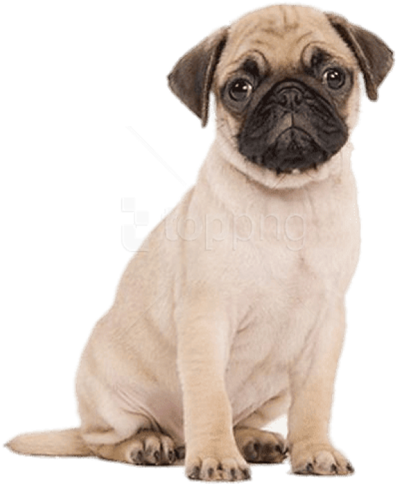 Free Png Cute Puppies Png Images Transparent - Pug Cupcake Toppers Clipart (850x835), Png Download