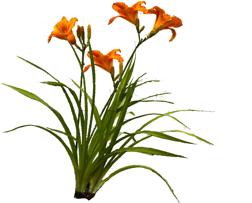 Download Orange Lily , Png Download Orange Lily Clipart Png Download