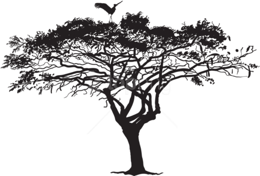 Free Png Exotic Tree And Bird Silhouette Png - Exotic Tree Silhouette Png Clipart (839x568), Png Download