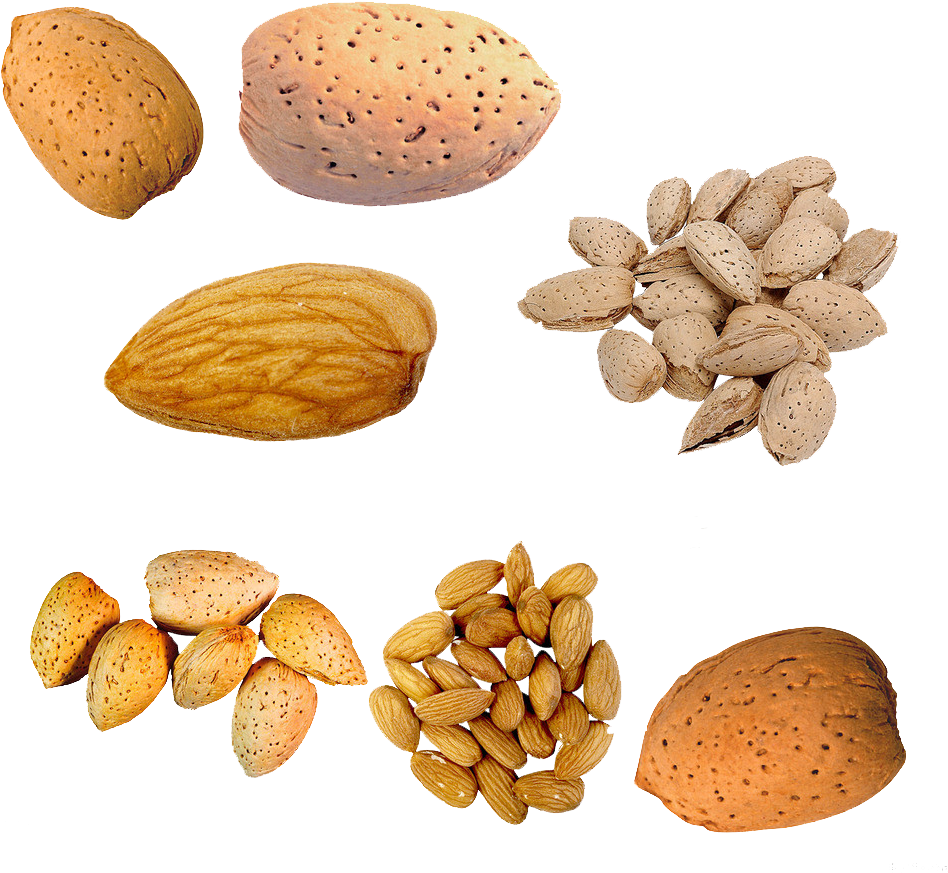 Nuts Clipart Tree Nut - Almond - Png Download (1000x1000), Png Download