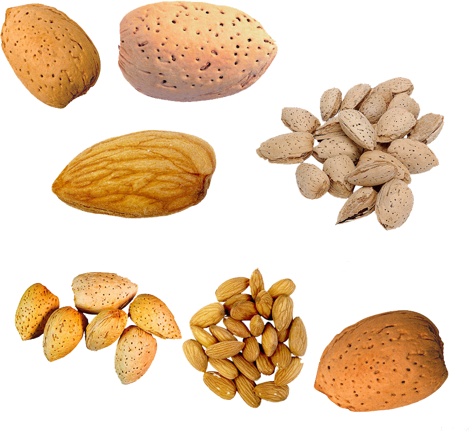 Nuts Clipart Tree Nut Almond Png Download Large Size Png Image