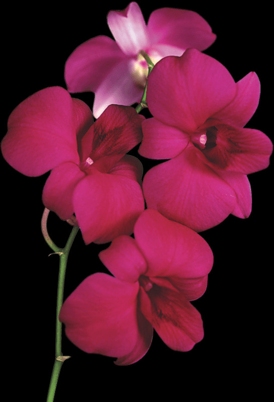 Free Orchid Pngs - Png Orchid Transparent Clipart (545x799), Png Download