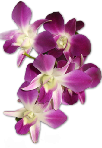 Orchid Design Clipart (750x500), Png Download