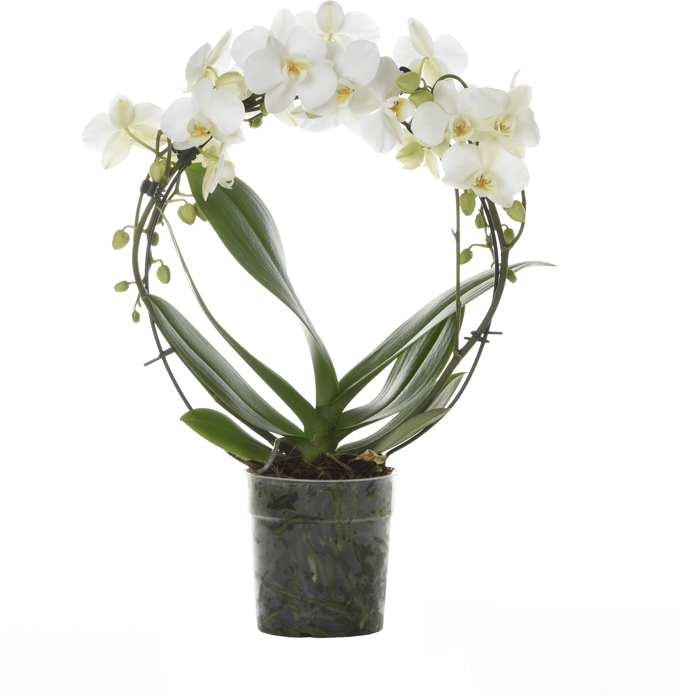 Round, Like The Famous Circle Of The Great Florentine - Moth Orchid Clipart (2362x2599), Png Download