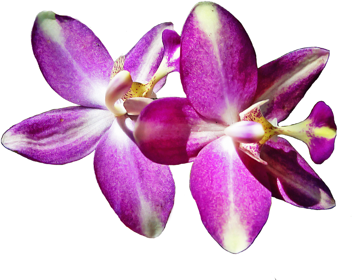 Pistil Petals Orchid Flowers Png Image - Flor De Cattleya Png Clipart (1280x964), Png Download