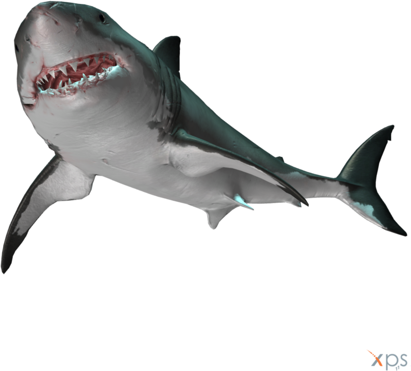 Gmod - Great White Shark Clipart (828x965), Png Download
