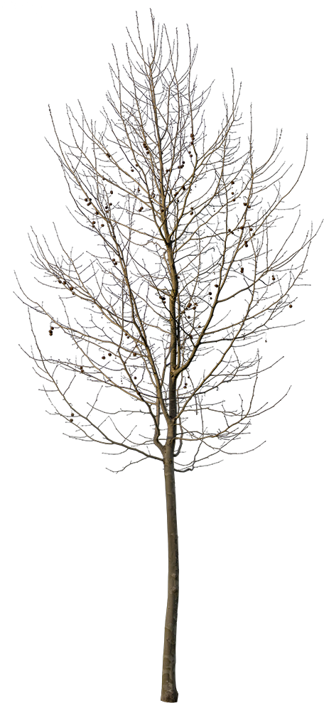Platanus Small Winter - Small Winter Tree Png Clipart (479x1000), Png Download
