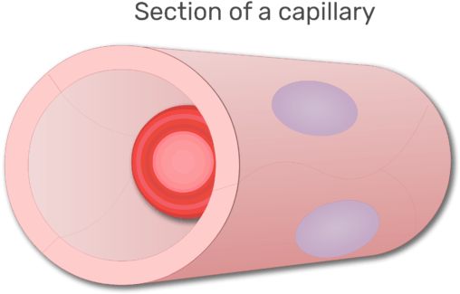A Red Blood Cell In A Section Of Capillary Animation - Circle Clipart (666x550), Png Download