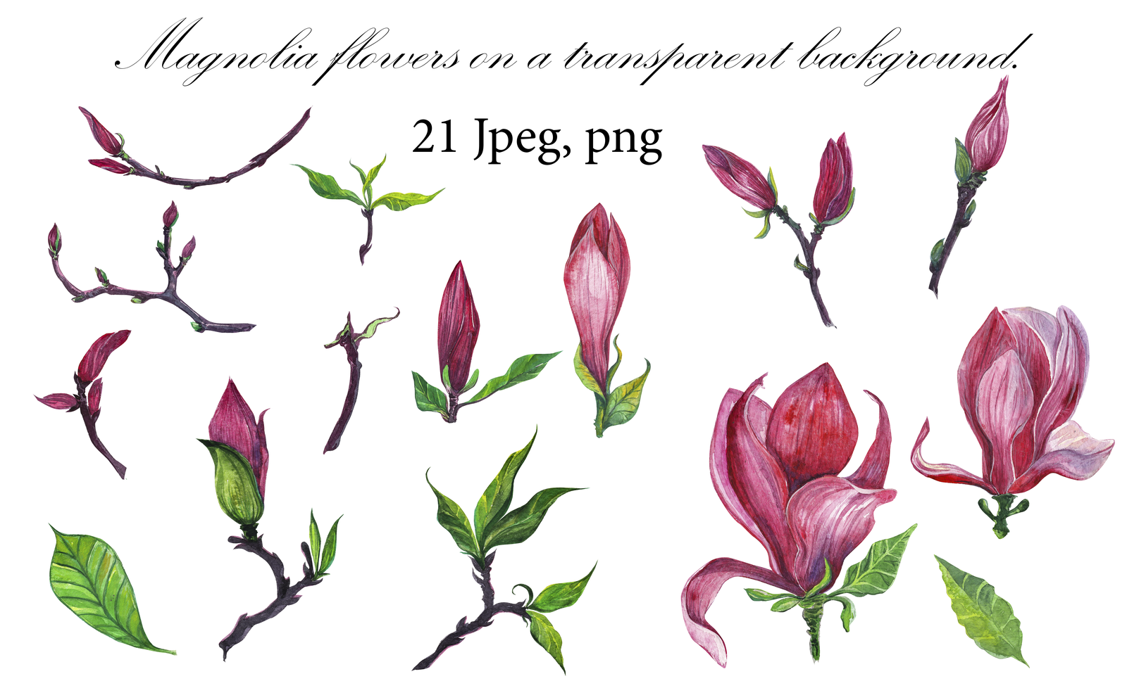 Id 40488 In Illustrations 1 - Tulip Clipart (1600x995), Png Download