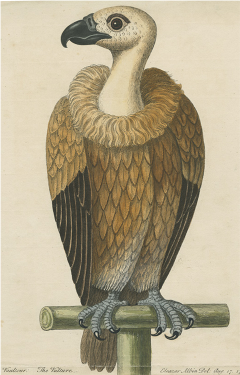 Avvoltoio Clipart (800x800), Png Download