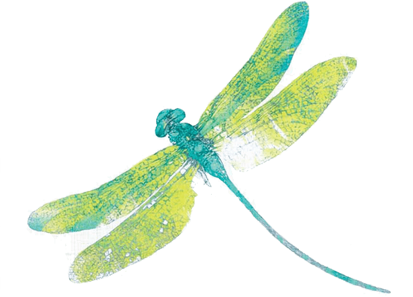 Download Dragonfly Png Free Download For Designing - Clip Art Transparent Background Dragonfly (850x850), Png Download