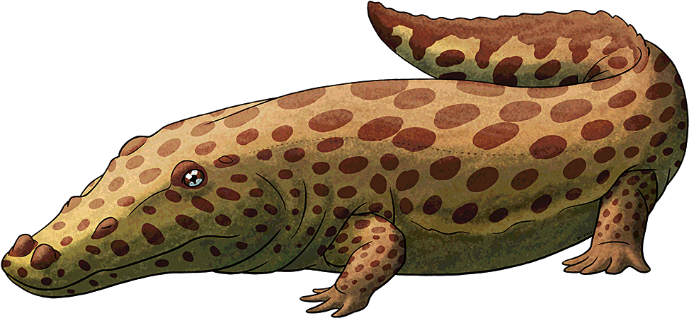 Tumblr Obw68chehf1s5f2yxo1 R1 - Gecko Clipart (973x450), Png Download