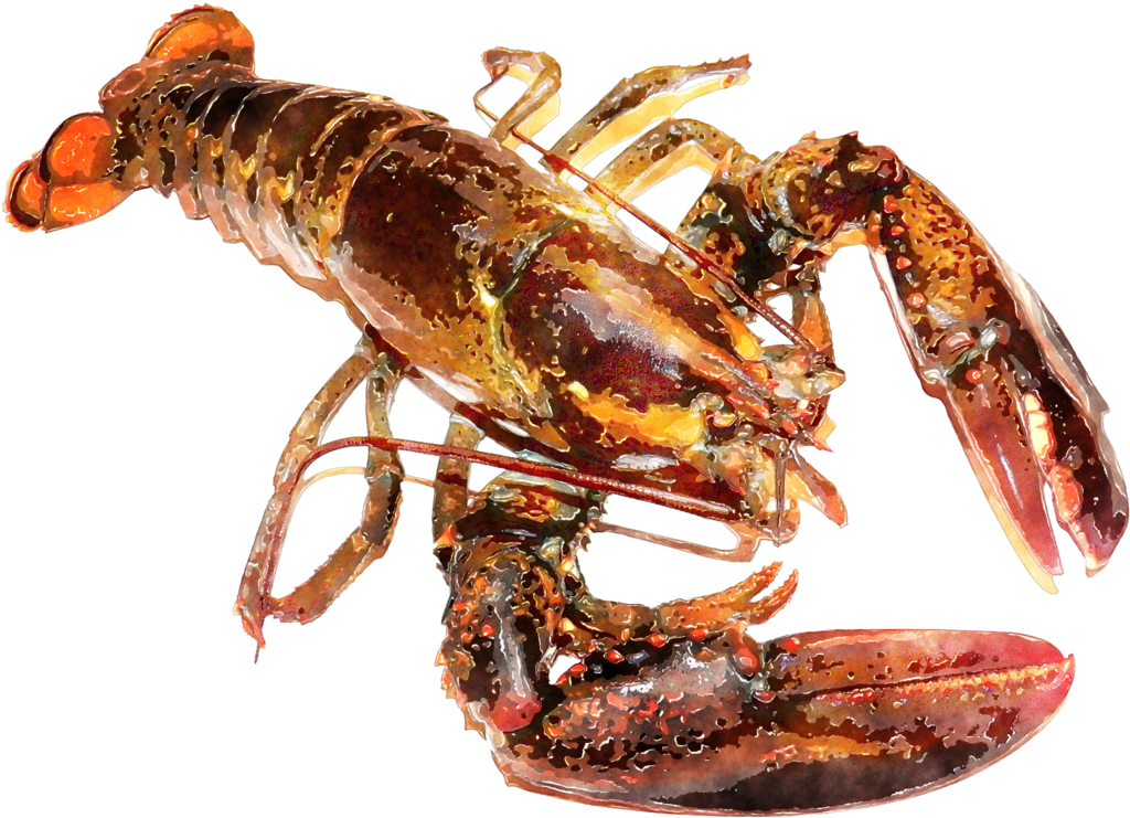 Download Lobster Animals Png Transparent Images Transparent - Lobster Watercolor Clipart (1041x767), Png Download
