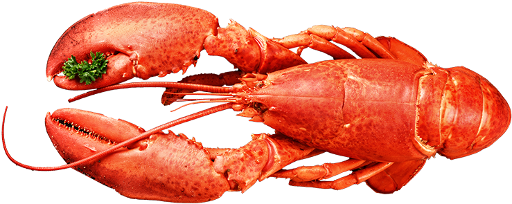 Lobster Top Seafood - American Lobster Clipart (828x376), Png Download