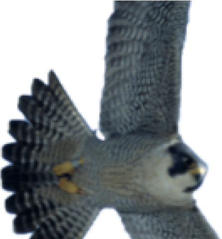 Falcon Png Transparent Images - Portable Network Graphics Clipart (640x480), Png Download