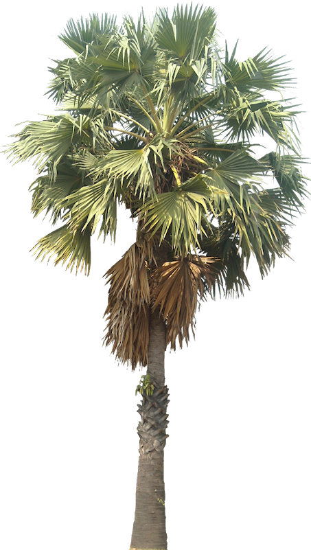 Arbre Png, Palm Tree Png, Landscape Sketch, Tree Cut - Borassus Flabellifer Png Clipart (453x801), Png Download