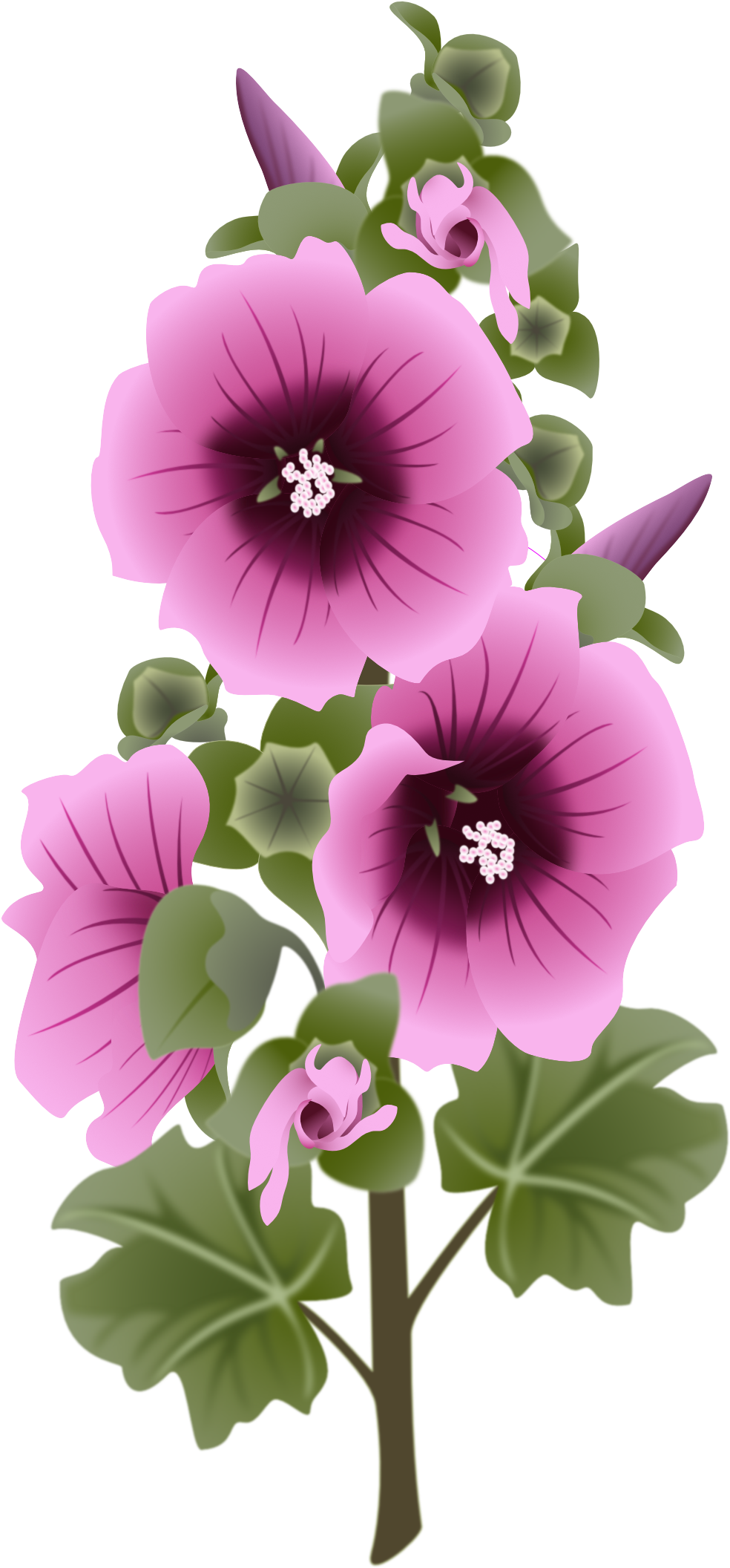 Hollyhock New - Tree Mallow Clipart (1189x2233), Png Download