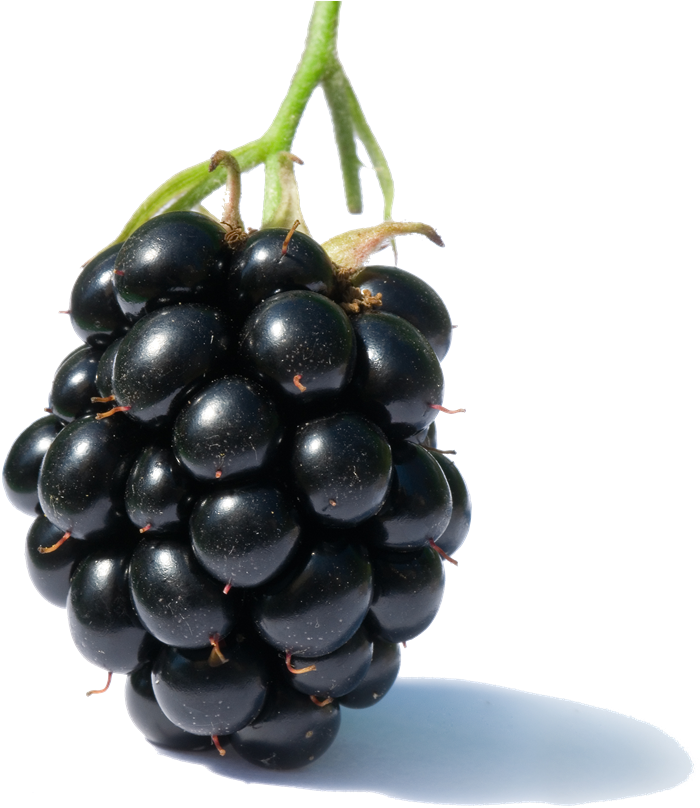 Blackberry Fruit Png Clipart - Blackberry Fruit Transparent Png (800x859), Png Download