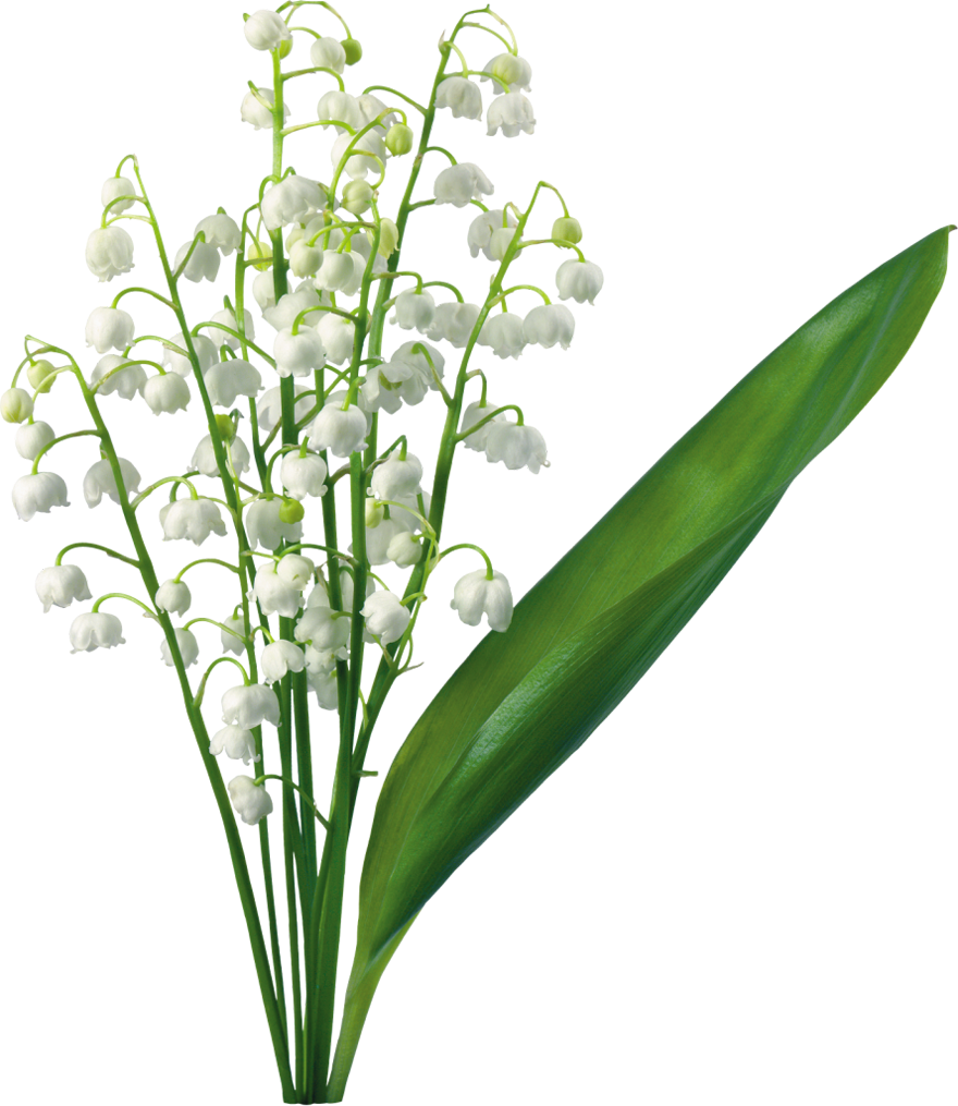 Transparent Gallery Yopriceville High Is Available - Lily Of The Valley Png Clipart (880x1015), Png Download