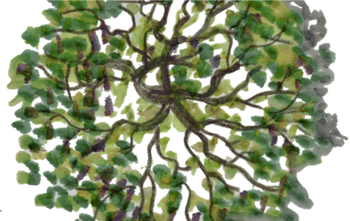 Png Tree Plan - Top View Tree Png Clipart (1368x855), Png Download