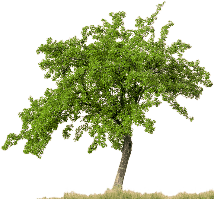 Trees Plan Png - Tree With White Background Clipart (709x660), Png Download
