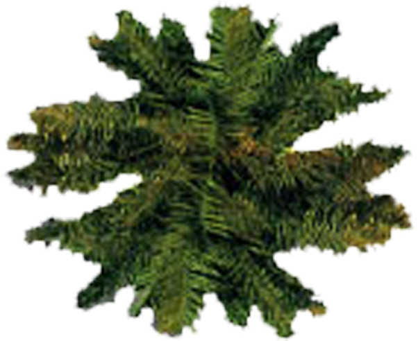 Tree Plan - Shortleaf Black Spruce Clipart (672x552), Png Download