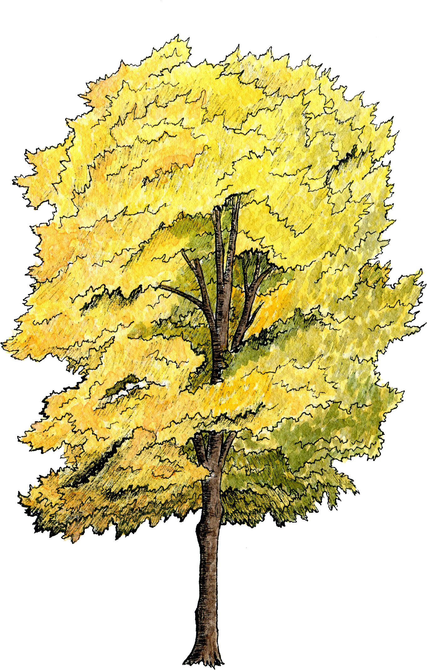 Canopy Section - Tree Plan Water Color Clipart (1410x2200), Png Download
