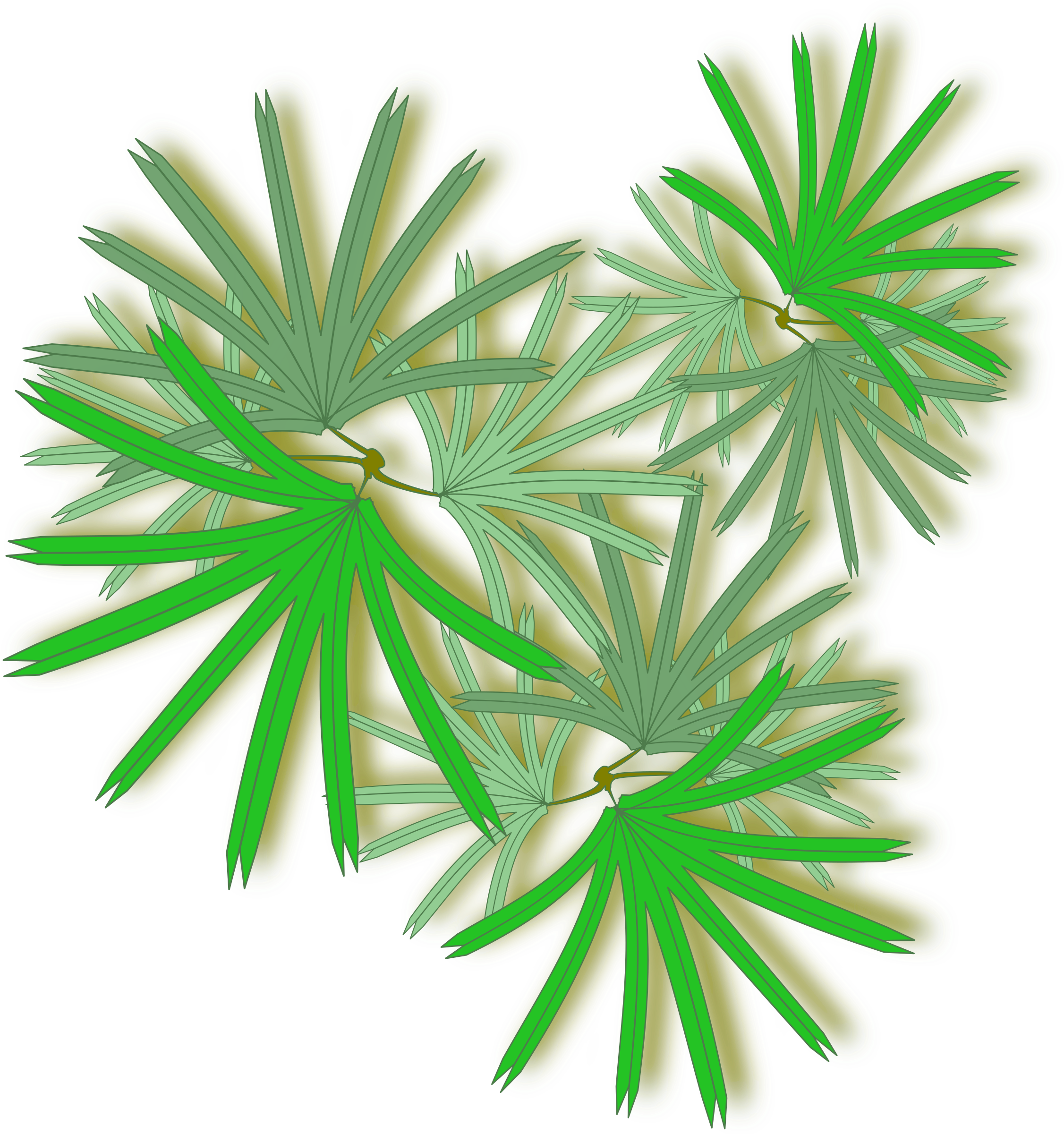 Palm Top View Png Clipart (800x800), Png Download
