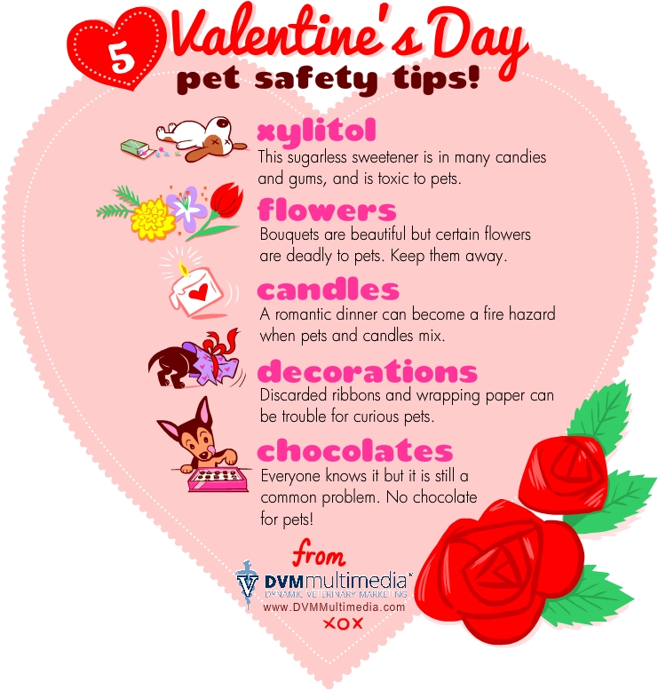 Dvm-valentine - Valentines Day Pet Tips Clipart (750x808), Png Download
