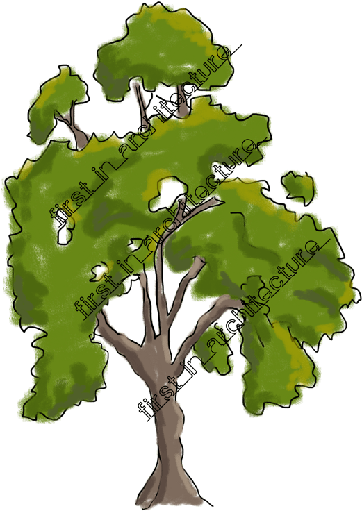 Tree Plan View Vector At Getdrawingscom Free For - Sketchy Trees For Photoshop Clipart (589x800), Png Download