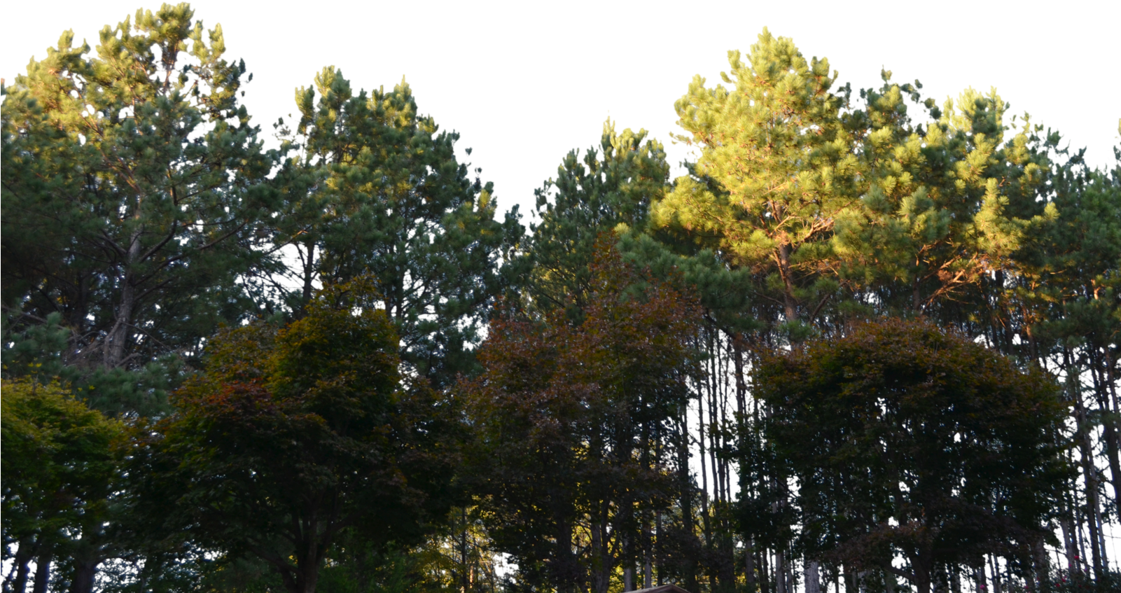 Forest Clipart Png File - Forest Png Transparent Png (1600x1060), Png Download